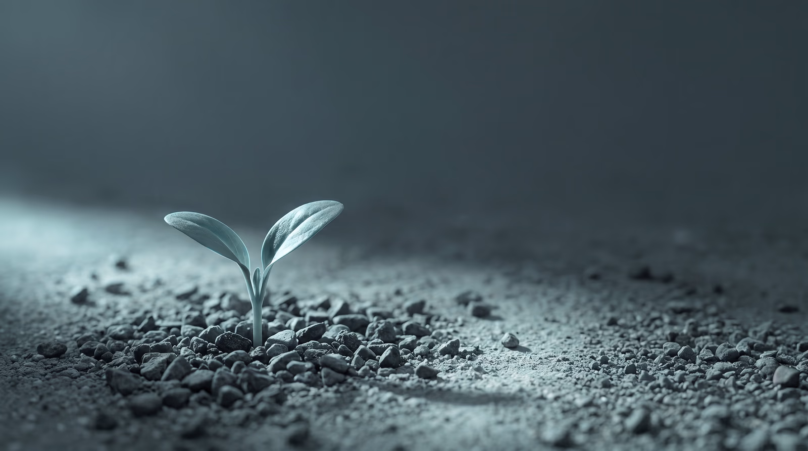 Young seedling with two unfurling leaves pushing through fine gravel under cool teal sidelight on a dark slate background, representing post-launch website growth, SEO, and long-term digital visibility for small businesses