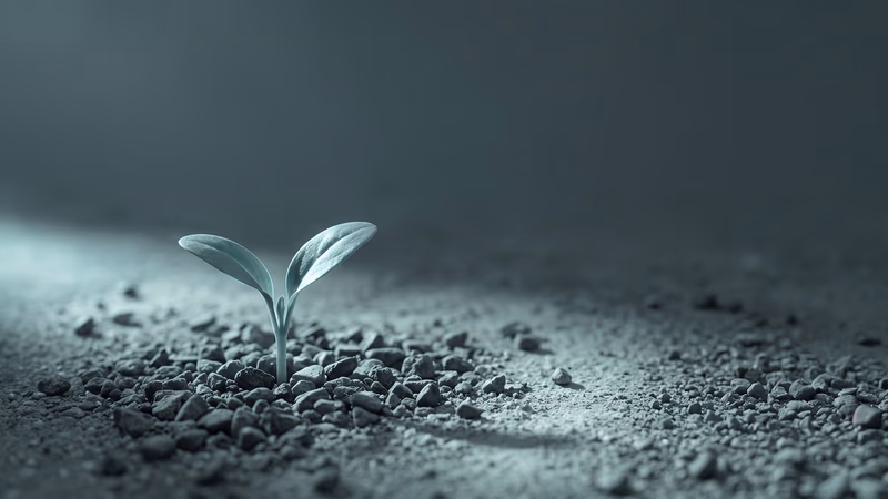 Young seedling with two unfurling leaves pushing through fine gravel under cool teal sidelight on a dark slate background, representing post-launch website growth, SEO, and long-term digital visibility for small businesses