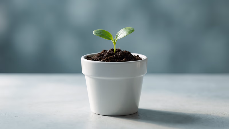 Healthy green seedling in a clean white ceramic pot on a minimalist surface, representing organic SEO growth foundations for startups in their first month