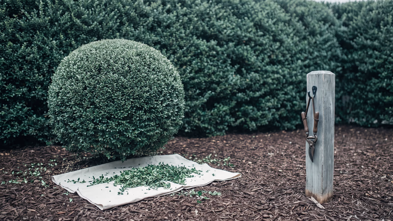 A shrub freshly clipped into a clean rounded dome stands alone in a garden bed, its trimmings gathered on a canvas drop cloth and closed pruning shears hung on a weathered post beside it